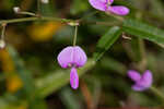 Pine barren ticktrefoil